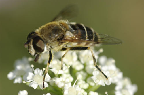 Eristalis sp?